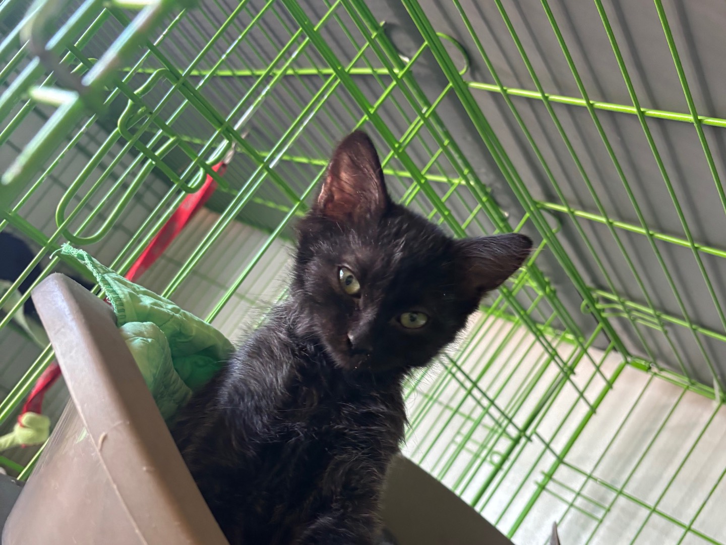 Adotta un gatto, femmina, 2 mesi, Brescia