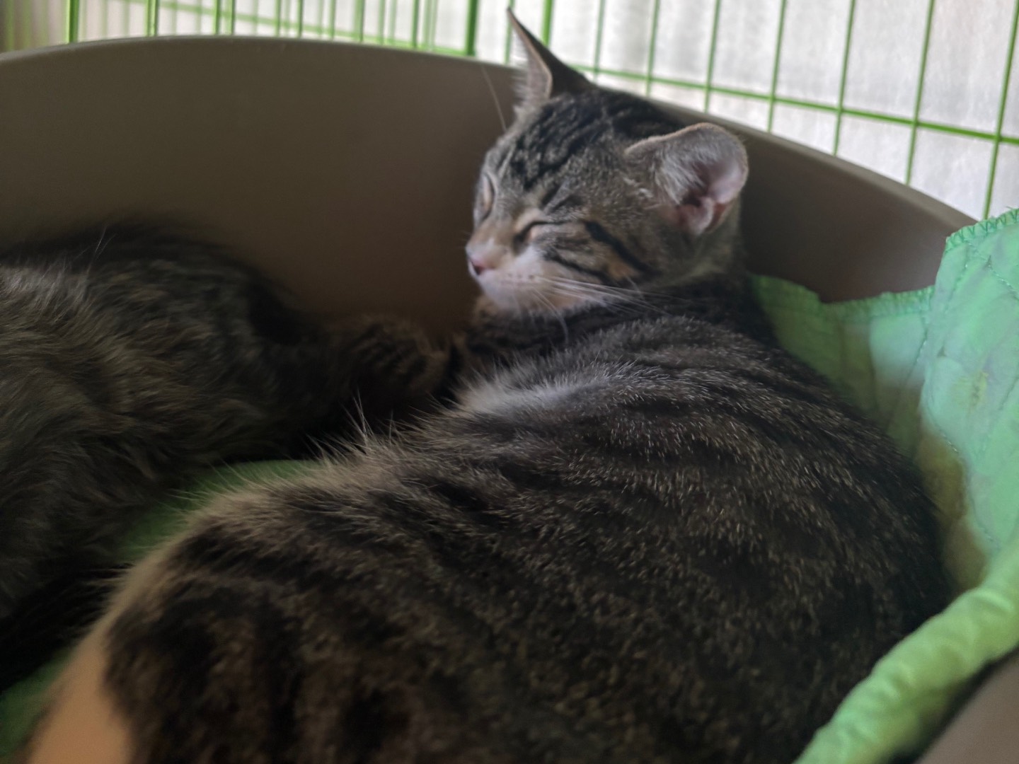 Adozione gatto, femmina, Razza sconosciuta Razza sconosciuta, 3 mesi, taglia non valida, Brescia