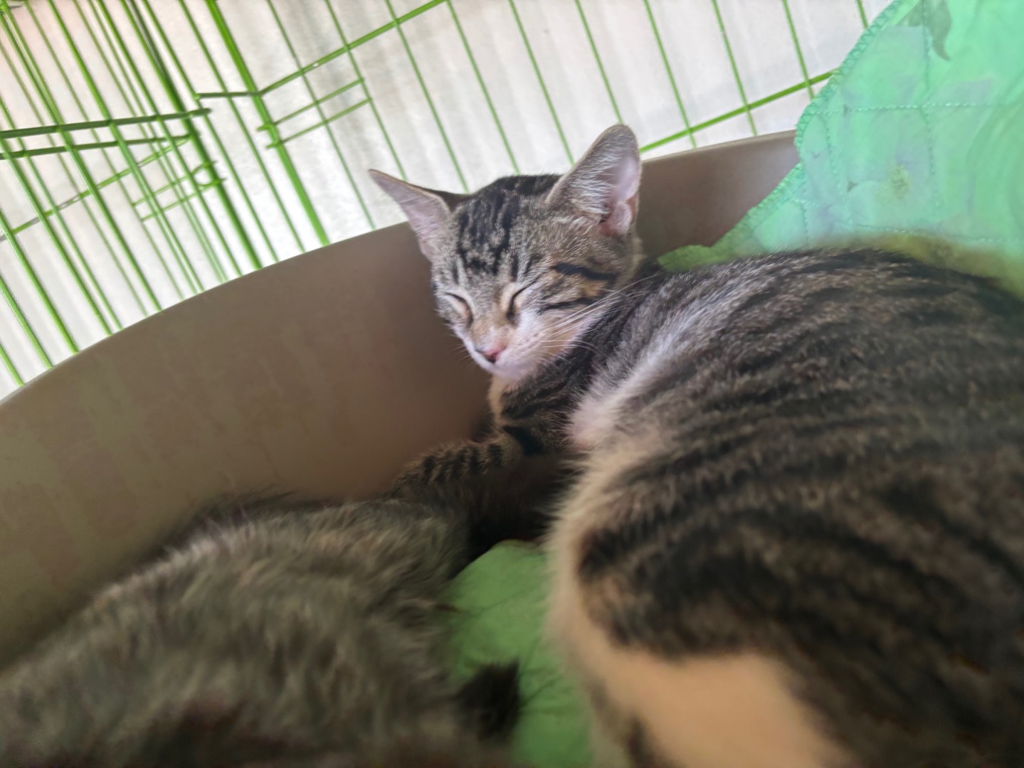 Adotta un gatto, femmina, 3 mesi, Brescia