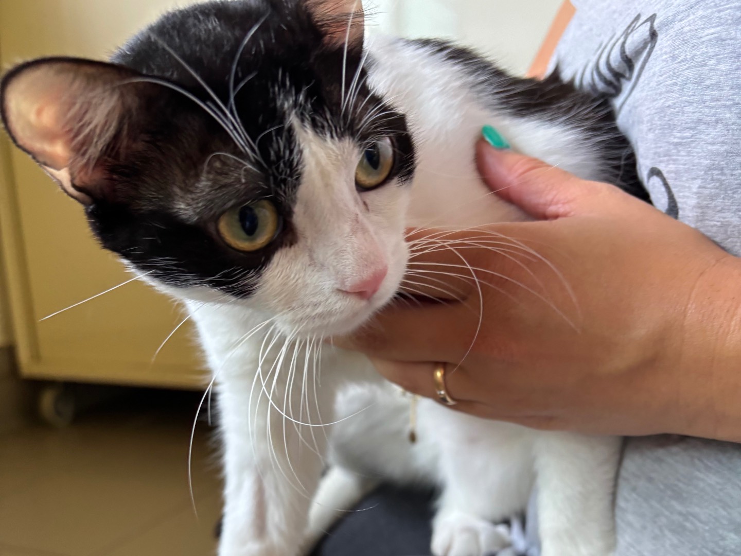 Adozione gatto, maschio, Razza sconosciuta Razza sconosciuta, 4 mesi, taglia non valida, Brescia