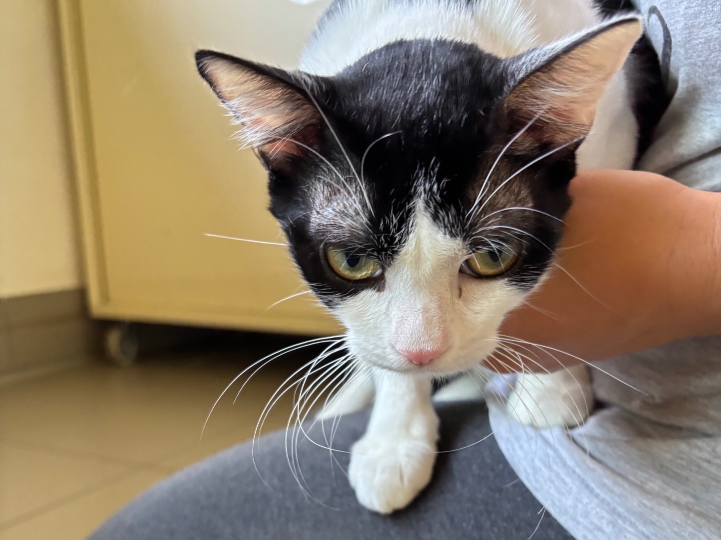 Adotta un gatto, maschio, 4 mesi, Brescia