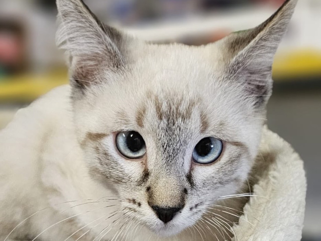 Adozione gatto, maschio, Razza sconosciuta Razza sconosciuta, 2 mesi, taglia non valida, Brescia