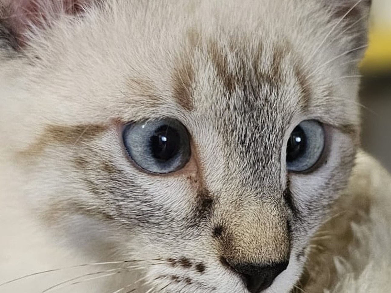 Adotta un gatto, taglia non valida, maschio, Brescia