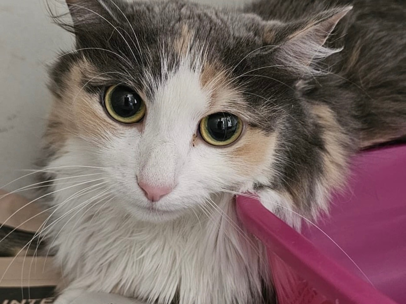 Adozione gatto, femmina, Razza sconosciuta Razza sconosciuta, 1 anno e 6 mesi, taglia non valida, Brescia
