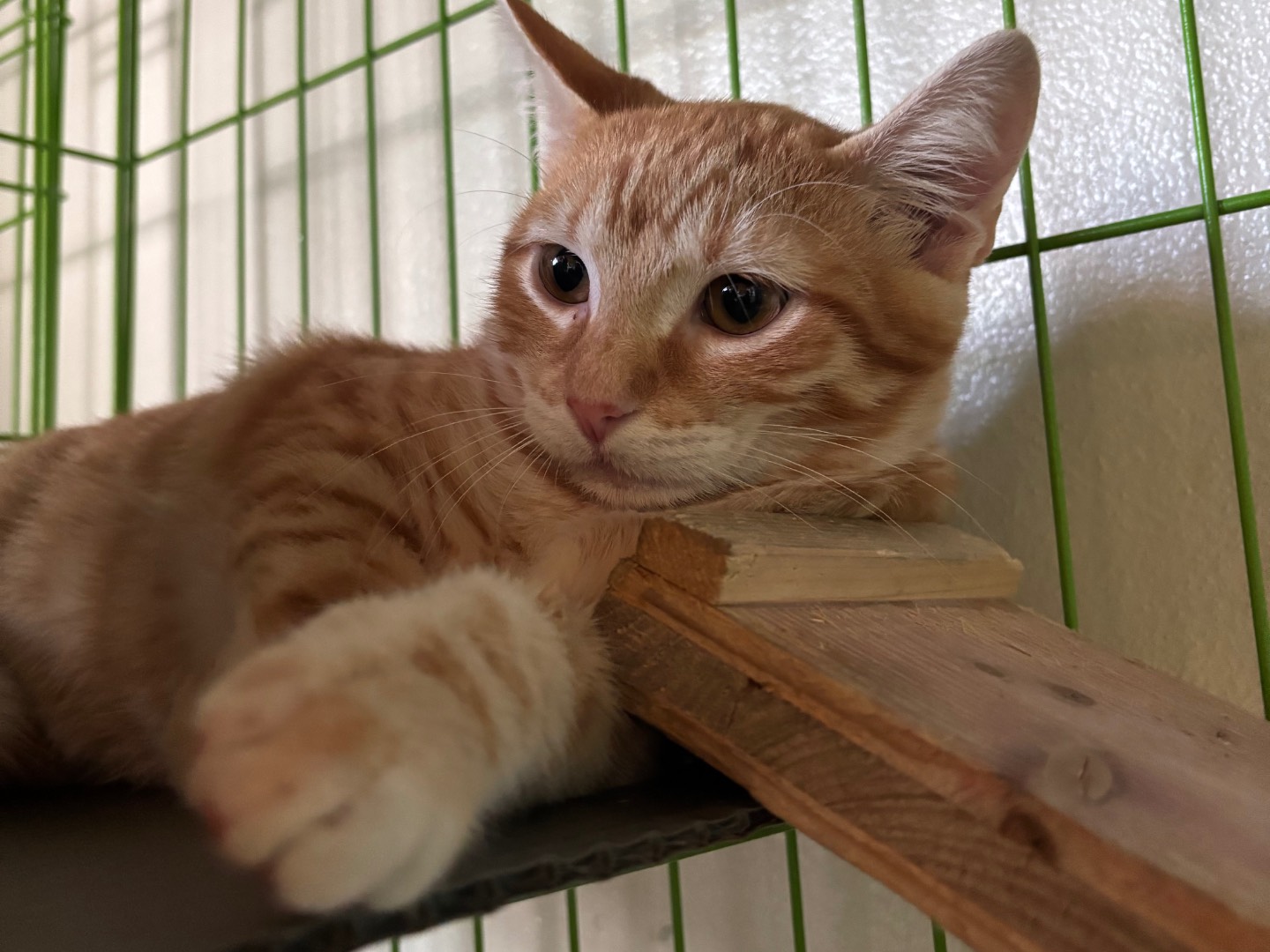 Adozione gatto, maschio, Razza sconosciuta Razza sconosciuta, 2 mesi, taglia non valida, Brescia