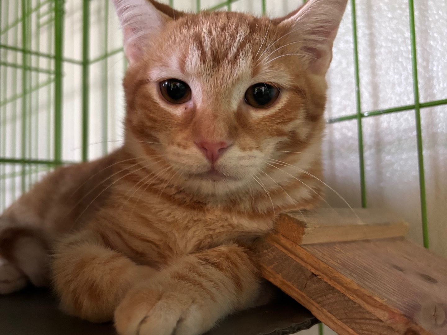 Adotta un gatto, maschio, 2 mesi, Brescia