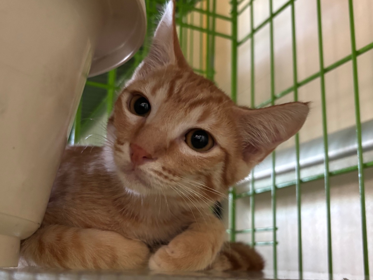 Adotta un gatto, taglia non valida, maschio, Brescia