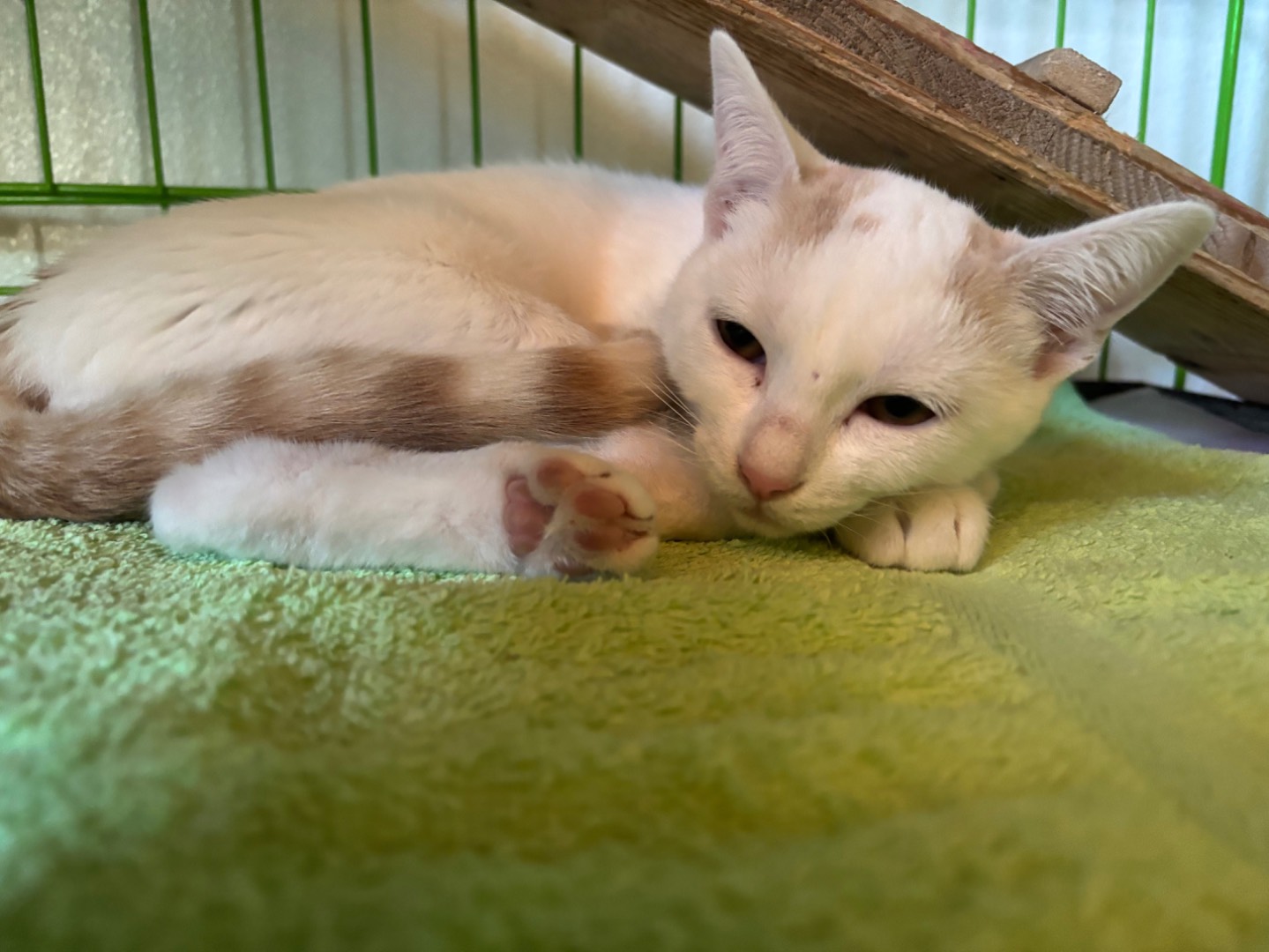 Adozione gatto, maschio, Razza sconosciuta Razza sconosciuta, 2 mesi, taglia non valida, Brescia