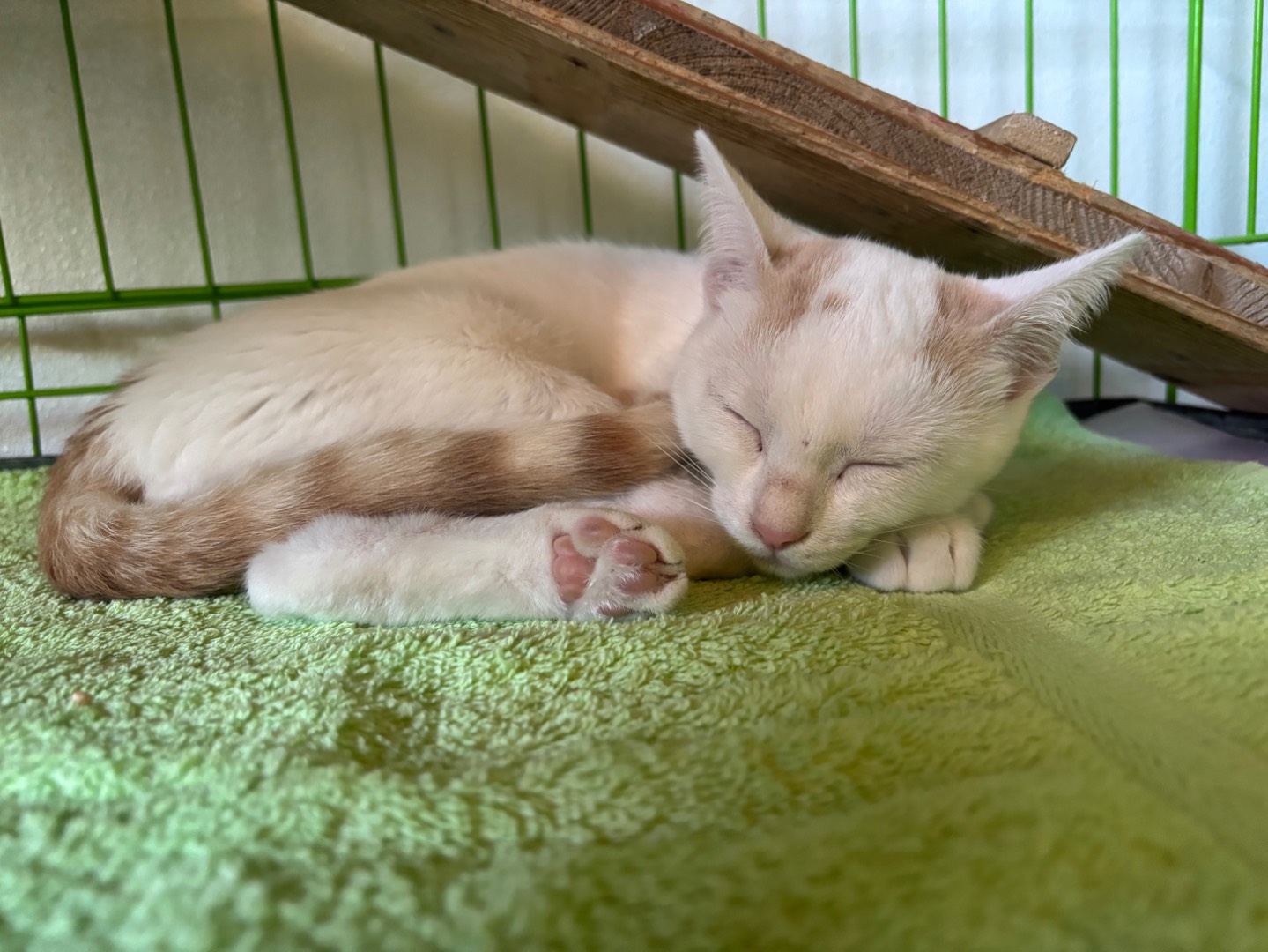 Adotta un gatto, maschio, 2 mesi, Brescia