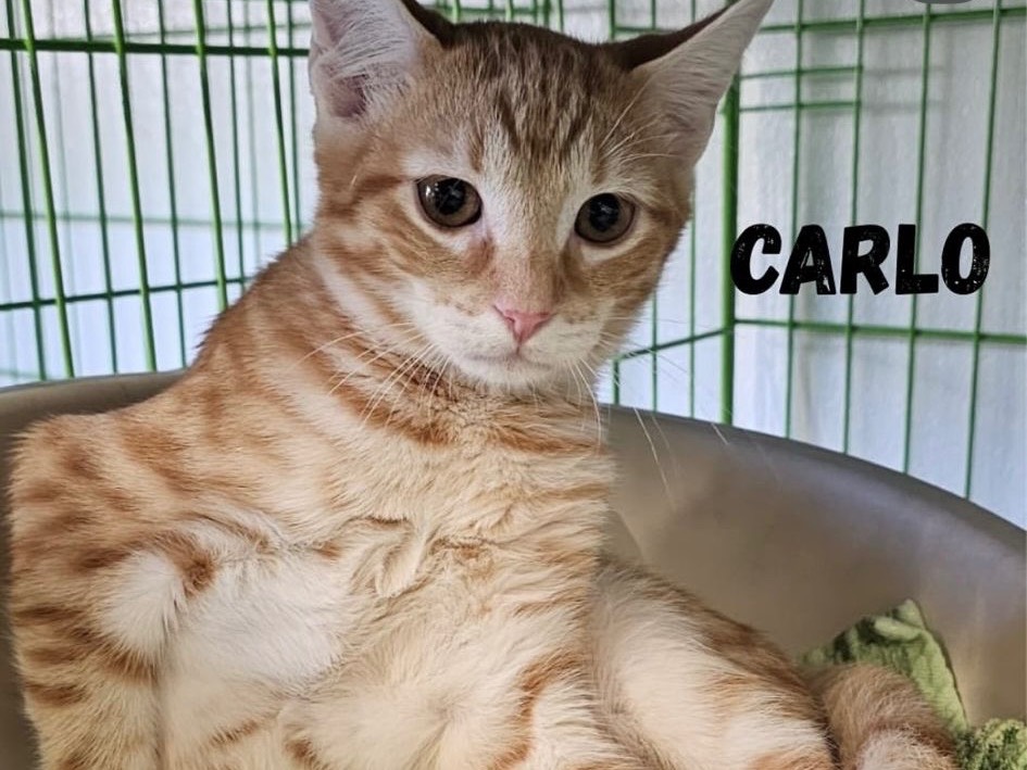 Adozione gatto, maschio, Razza sconosciuta Razza sconosciuta, 2 mesi, taglia non valida, Brescia