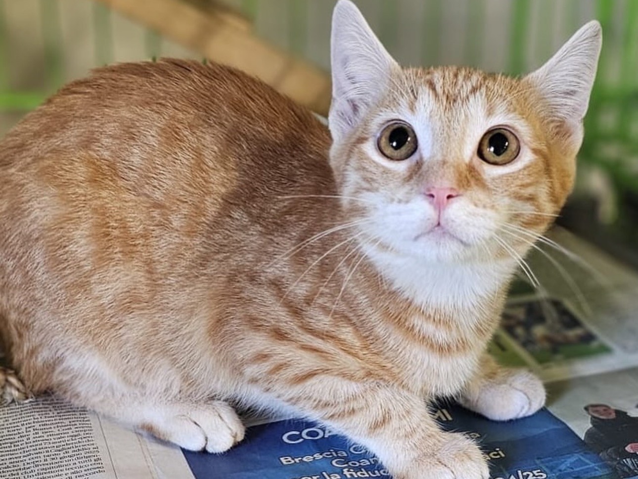 Adotta un gatto, maschio, 2 mesi, Brescia