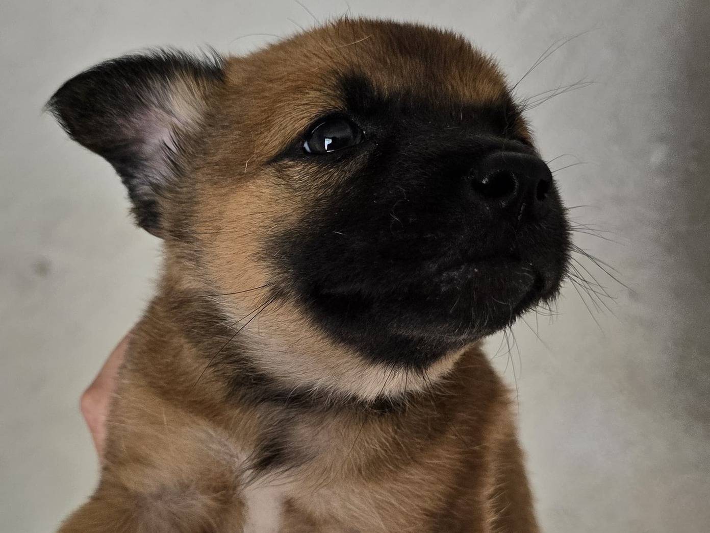 Adozione cane, maschio, Razza sconosciuta Razza sconosciuta, 1 mesi, taglia piccola, Avellino