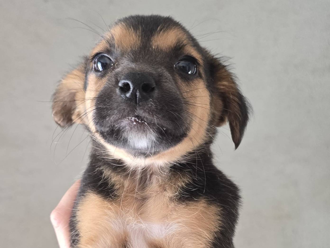 Adotta un cane, maschio, 1 mesi, Avellino