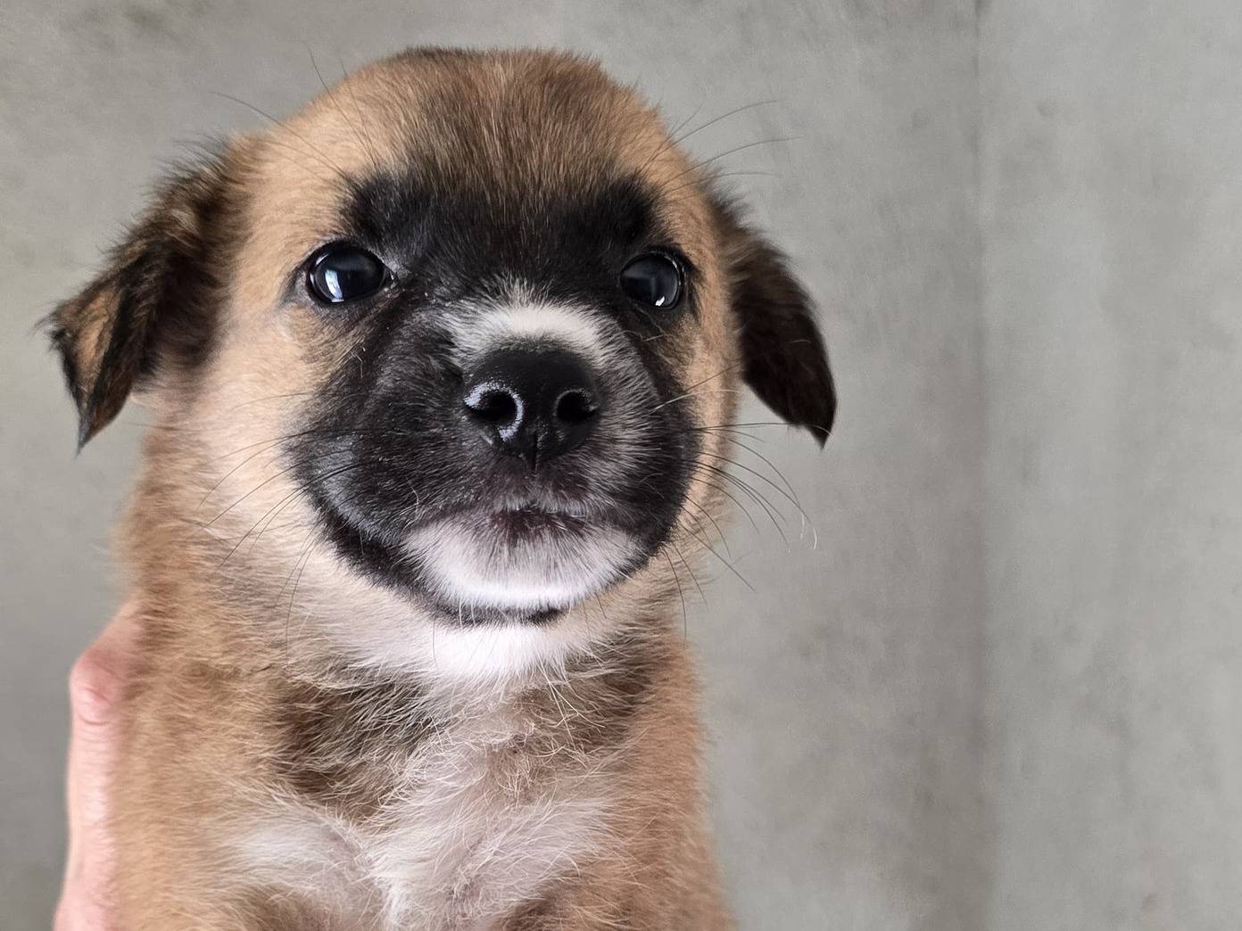 Vuoi adottare un cane a Avellino?