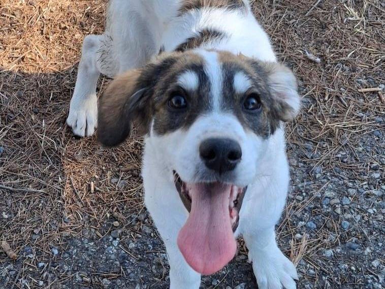 Adozione cane, femmina, Razza sconosciuta Razza sconosciuta, 3 mesi, taglia media, Crotone
