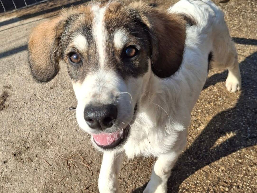 Adotta un cane, femmina, 3 mesi, Crotone