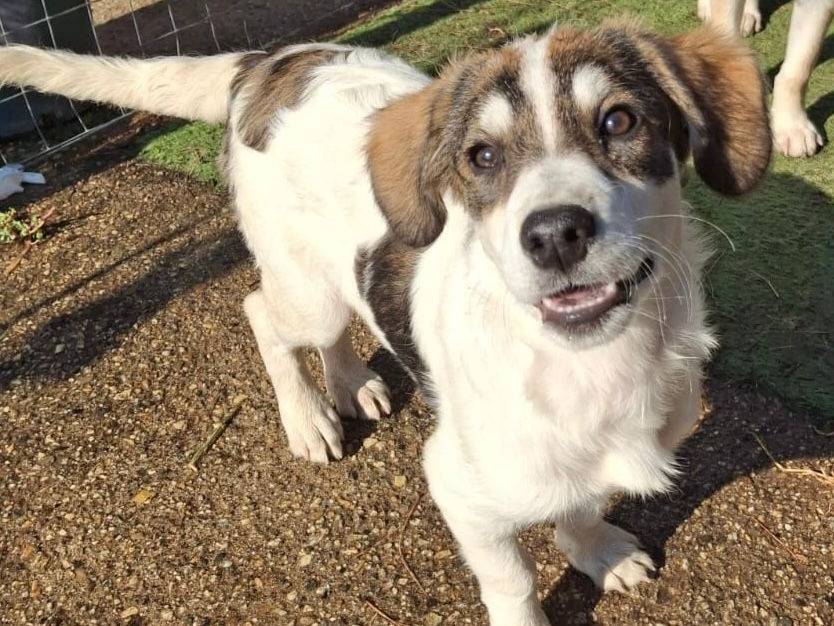 Adotta un cane, taglia media, femmina, Crotone
