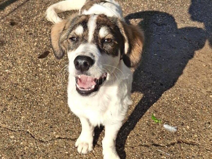 Vuoi adottare un cane a Crotone?