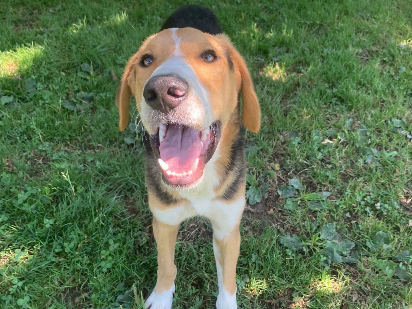 Adozione cane, maschio, Razza sconosciuta Razza sconosciuta, 4 mesi, taglia media, Lecco