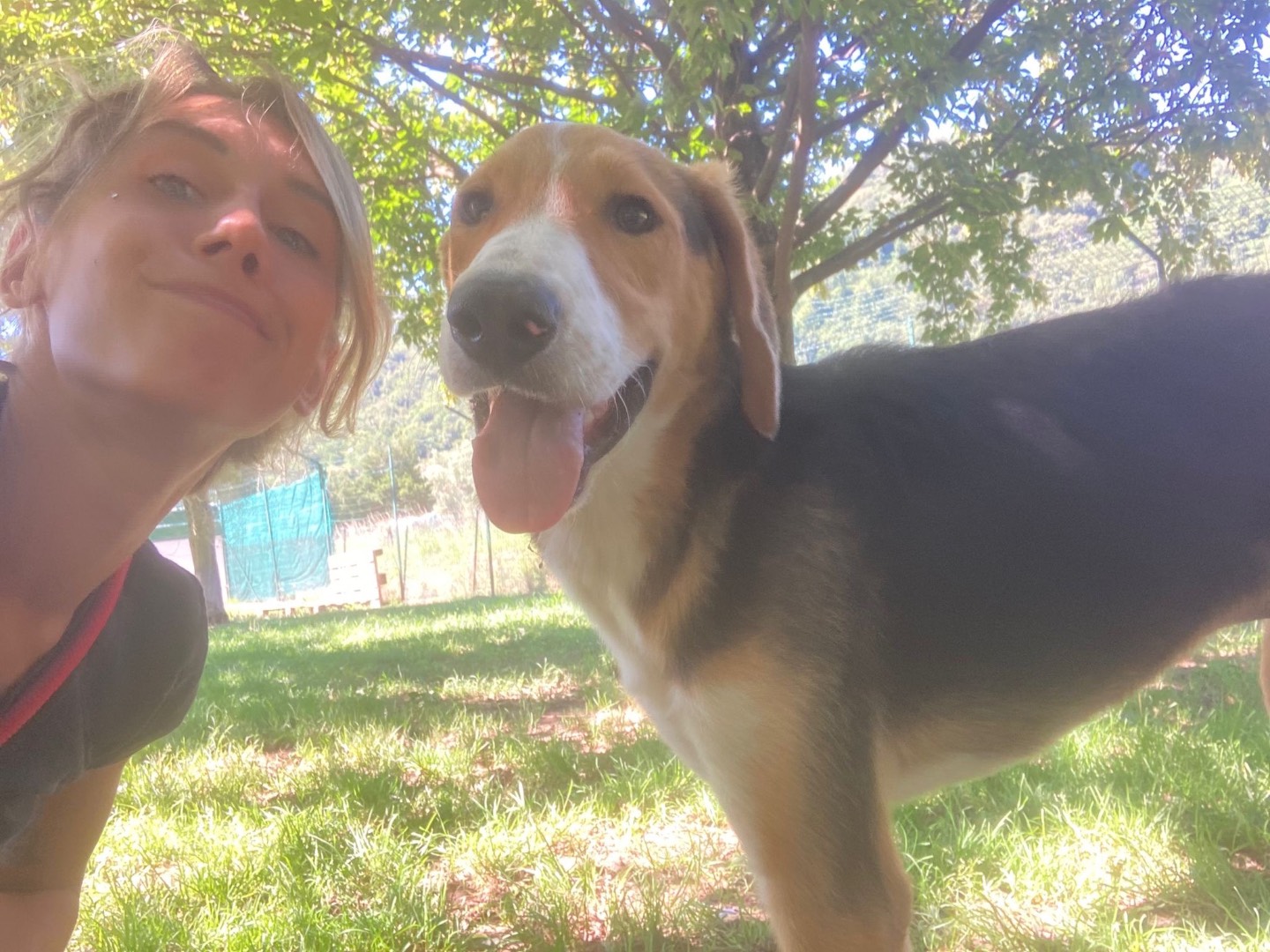Adotta un cane, taglia media, maschio, Lecco