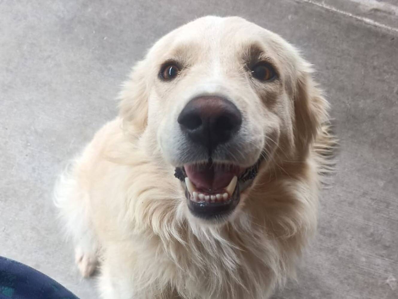 Adozione cane, maschio, Golden Retriever Razza sconosciuta, 3 anni e 11 mesi, taglia grande, Latina