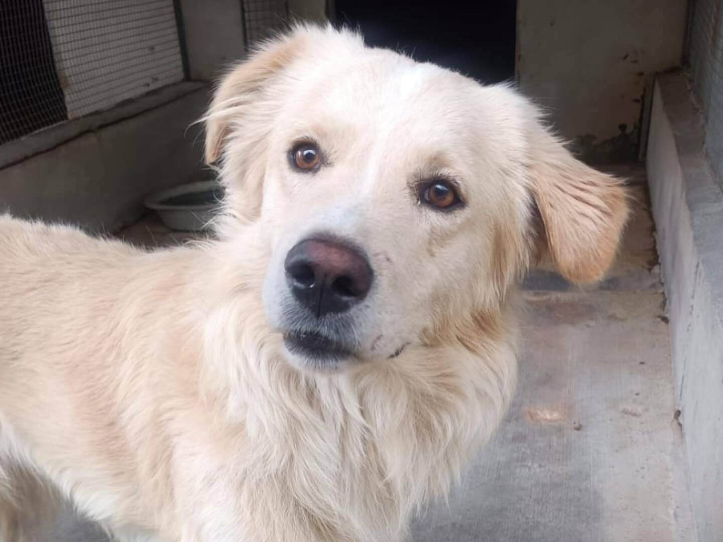 Adotta un cane, maschio, 3 anni e 11 mesi, Latina