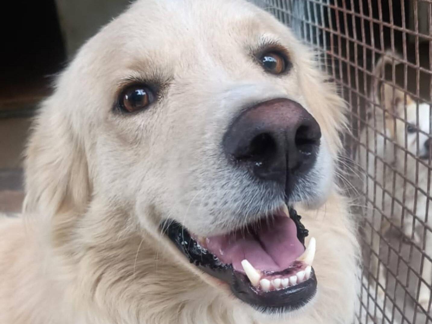 Adotta un cane, taglia grande, maschio, Latina