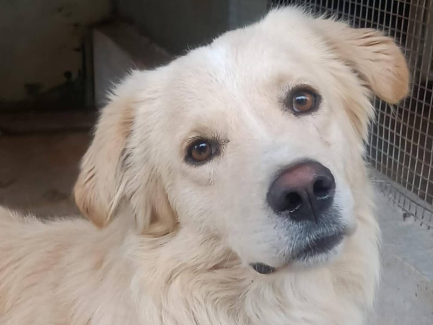 Vuoi adottare un cane a Latina?