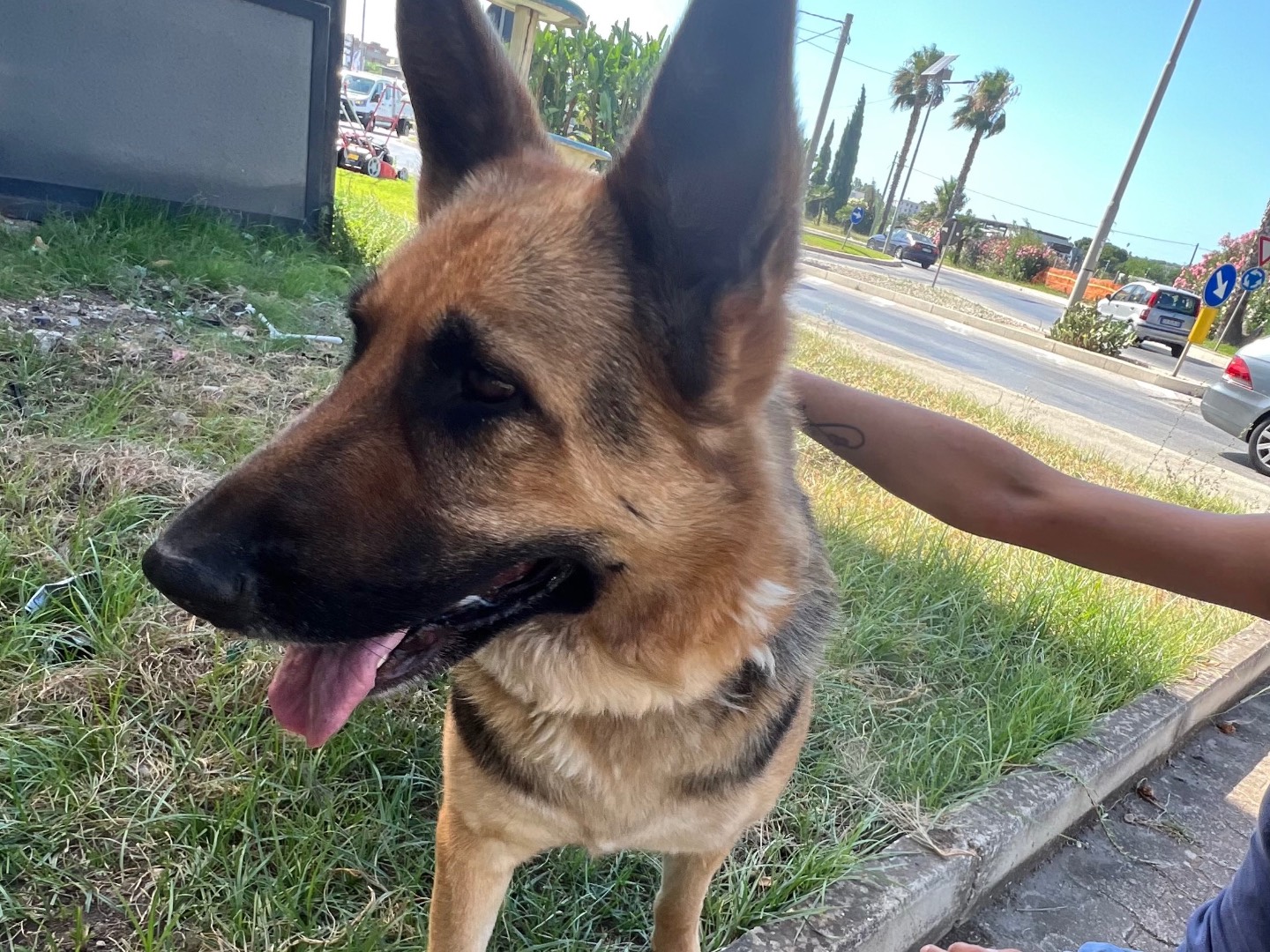 Adozione cane, femmina, Pastore tedesco Razza sconosciuta, 5 anni e 1 mese, taglia grande, Siracusa