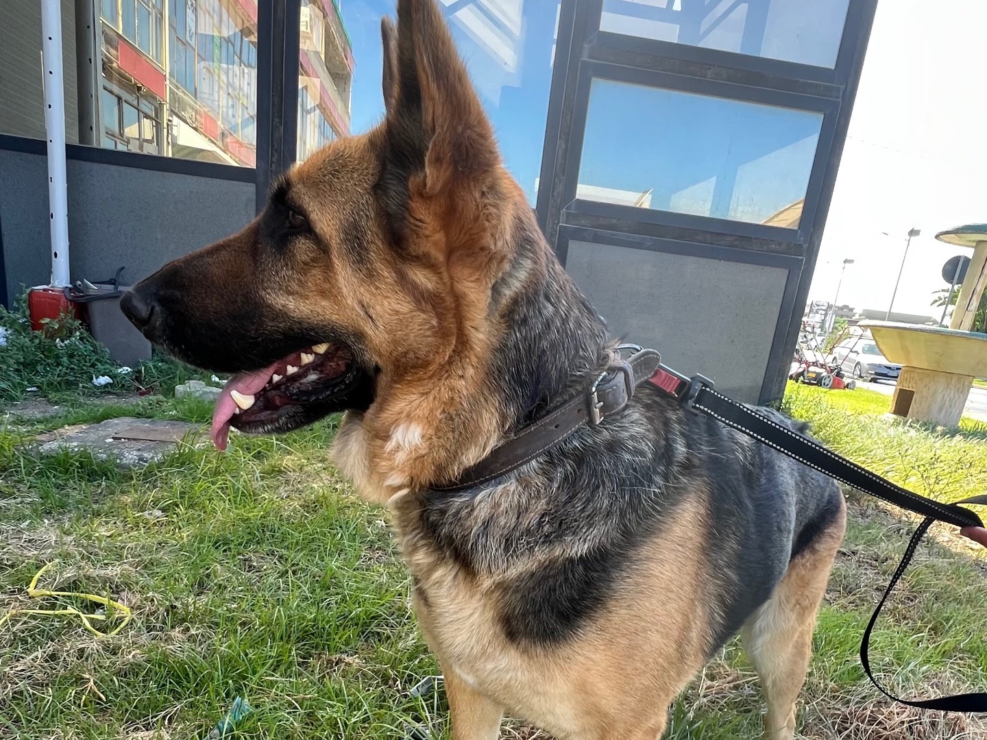 Adotta un cane, femmina, 5 anni e 1 mese, Siracusa