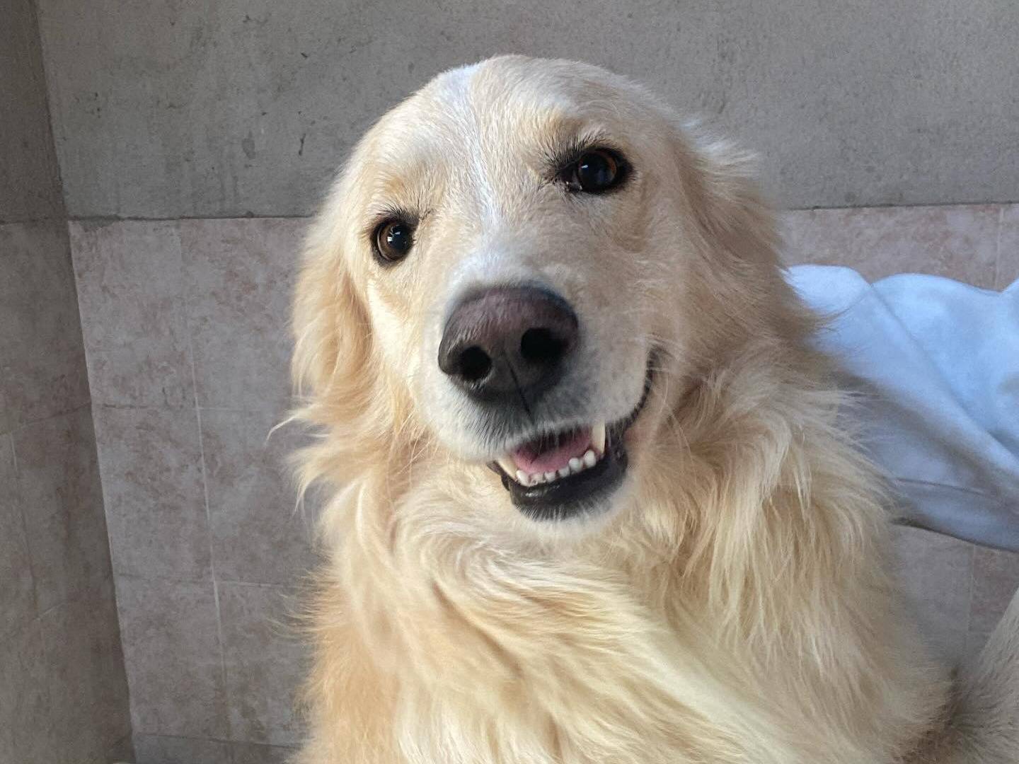 Adotta il cane SUN a Latina