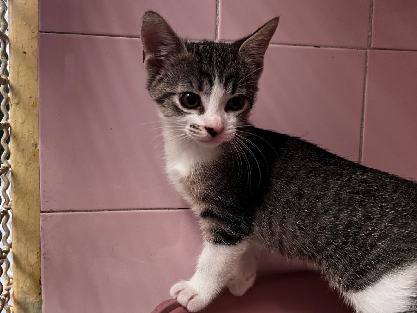 Adozione gatto, femmina, Razza sconosciuta Razza sconosciuta, 1 mesi, taglia non valida, Milano