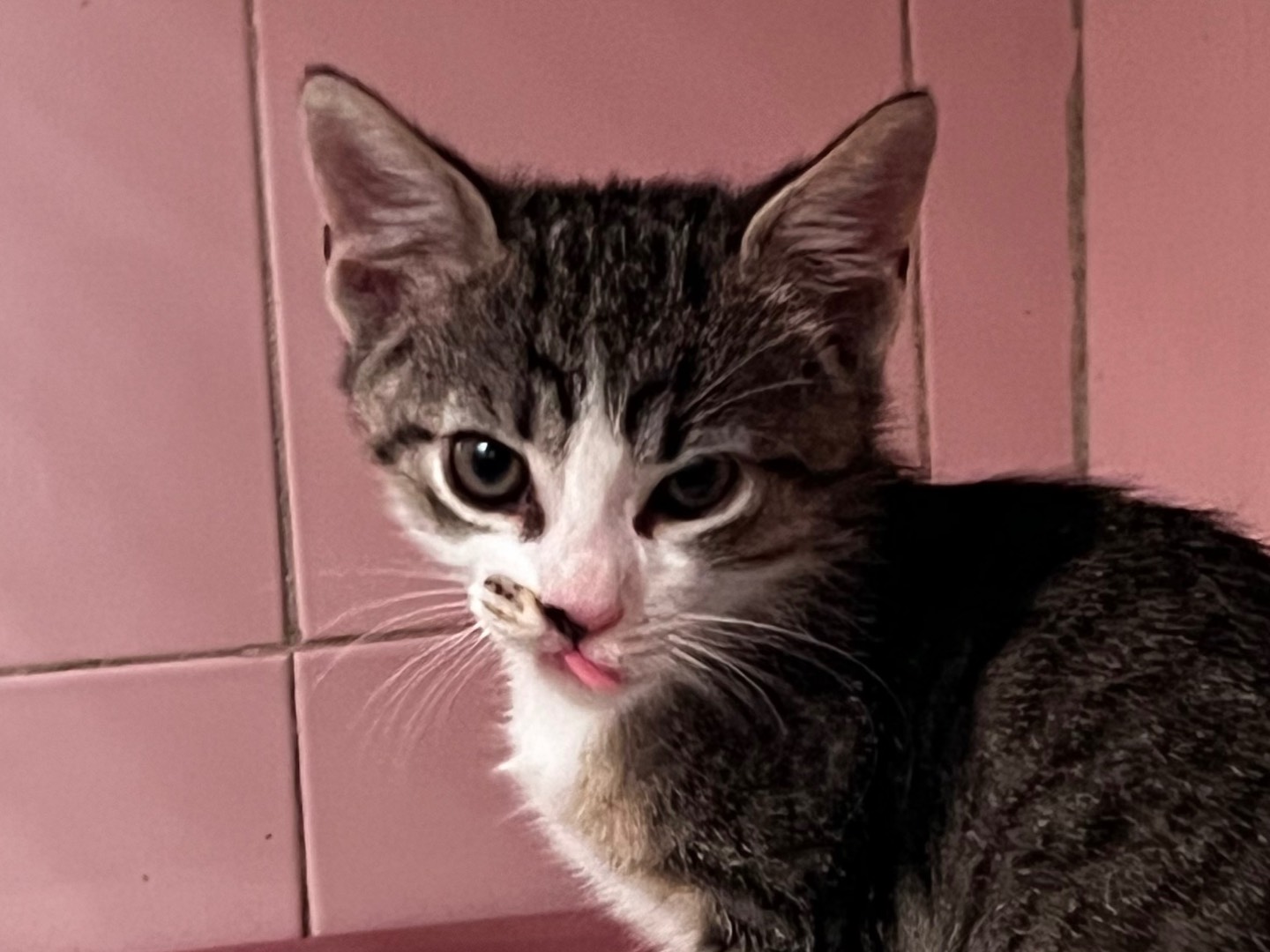 Adotta un gatto, femmina, 1 mesi, Milano