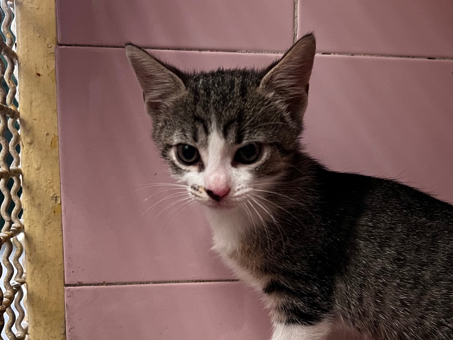 Adotta un gatto, taglia non valida, femmina, Milano