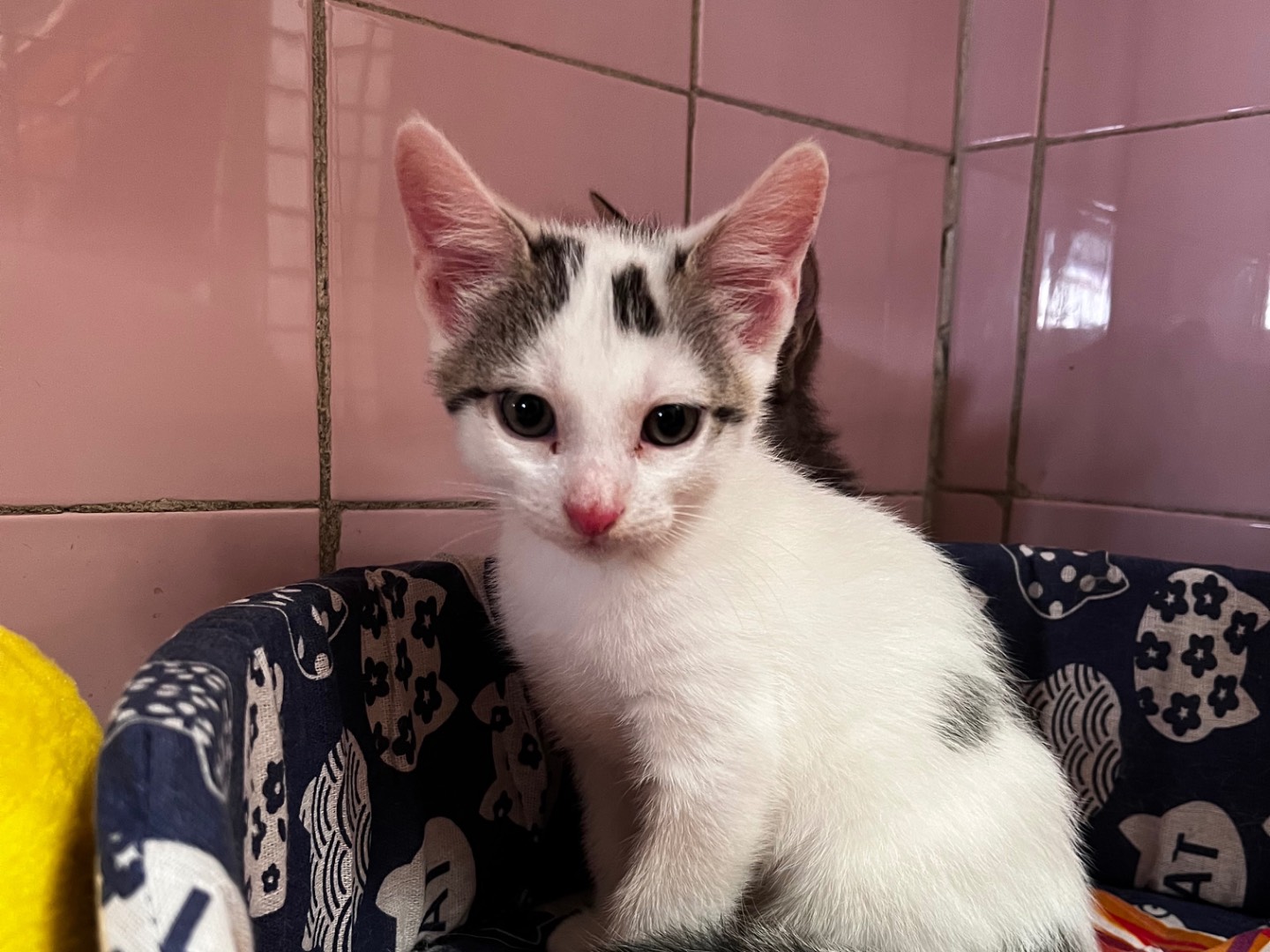 Adozione gatto, maschio, Razza sconosciuta Razza sconosciuta, 1 mesi, taglia non valida, Milano
