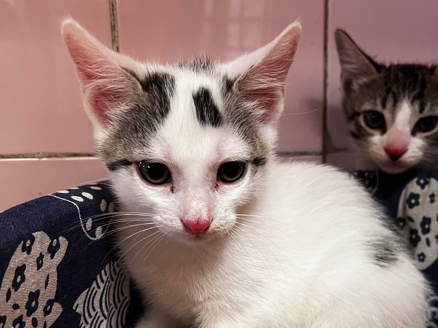 Adotta un gatto, maschio, 1 mesi, Milano