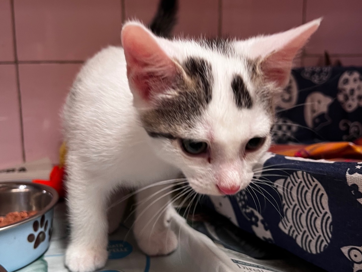 Adotta un gatto, taglia non valida, maschio, Milano