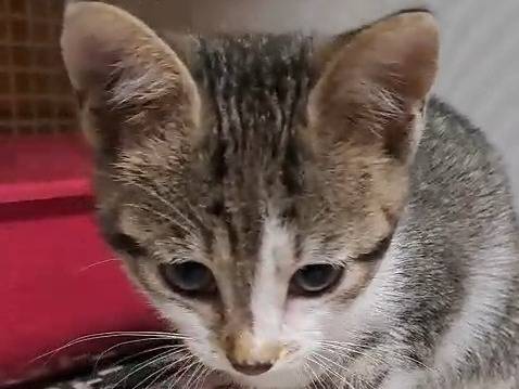 Adozione gatto, femmina, Razza sconosciuta Razza sconosciuta, 3 mesi, taglia non valida, Milano