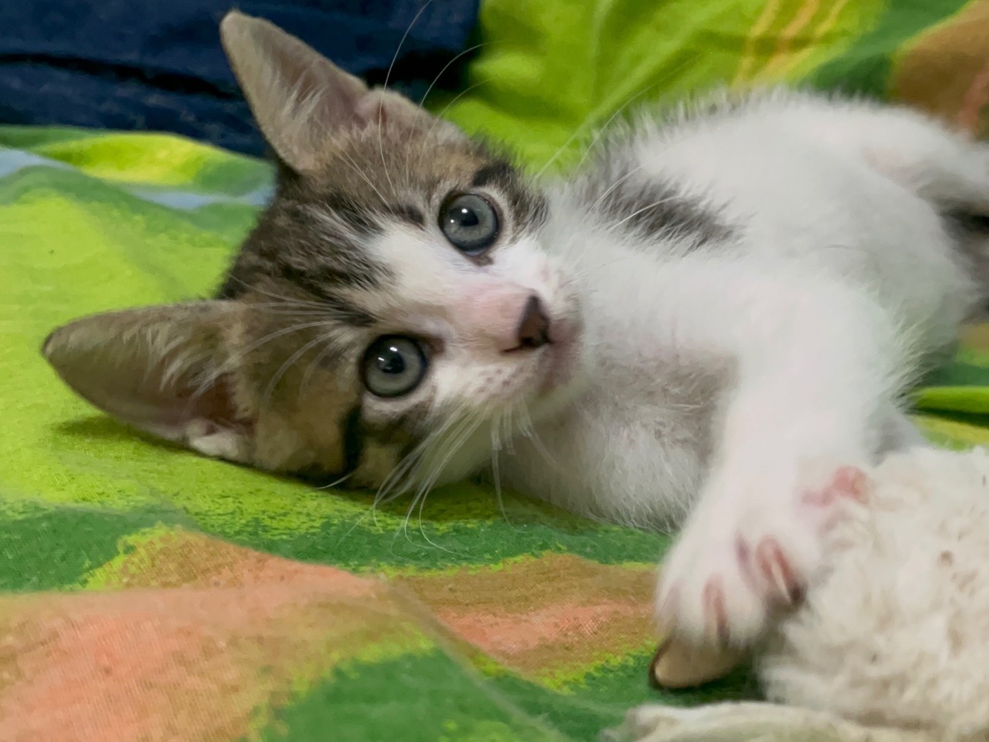 Adozione gatto, maschio, Razza sconosciuta Razza sconosciuta, 1 mesi, taglia non valida, Chieti