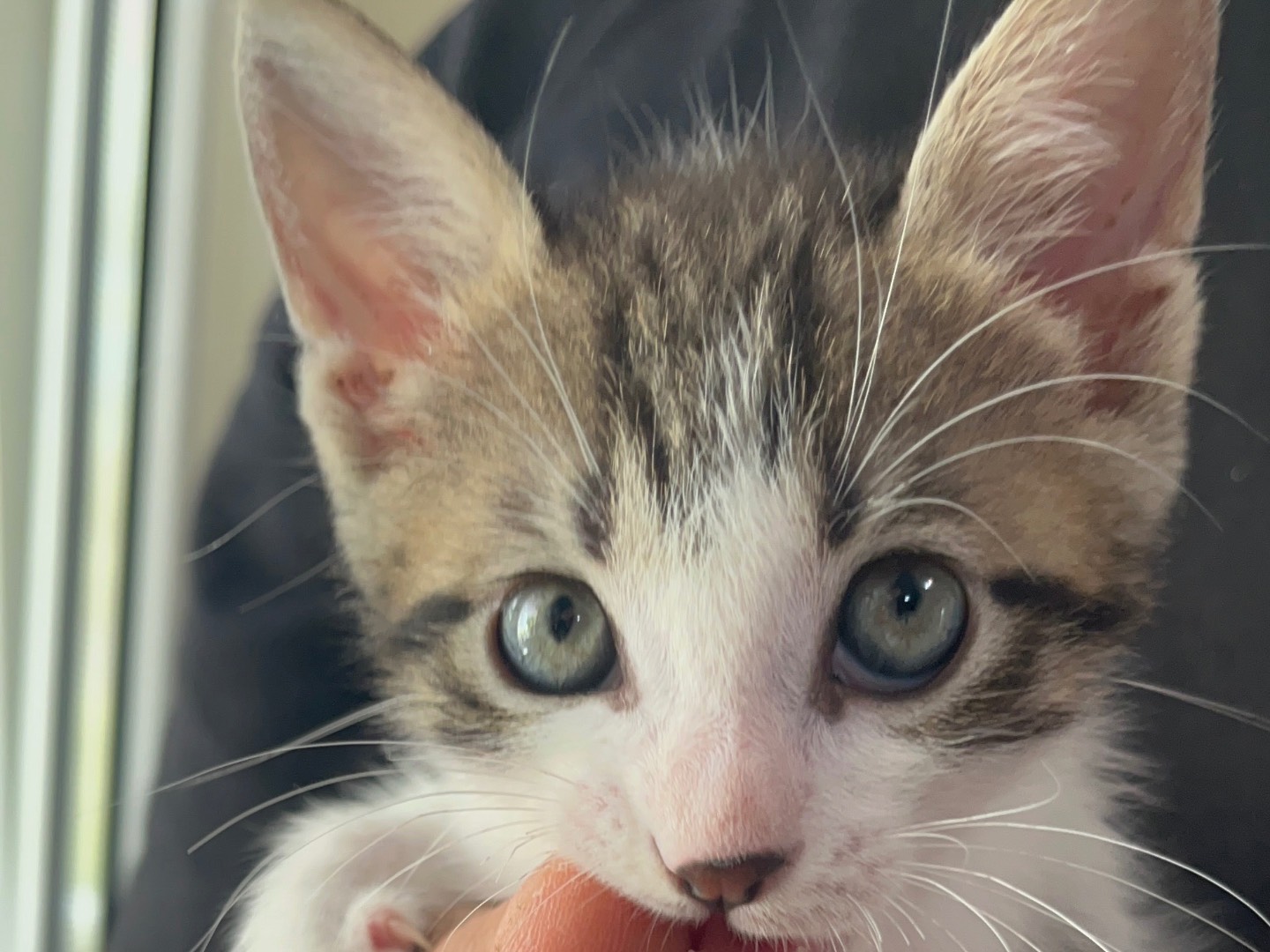 Adotta un gatto, maschio, 1 mesi, Chieti