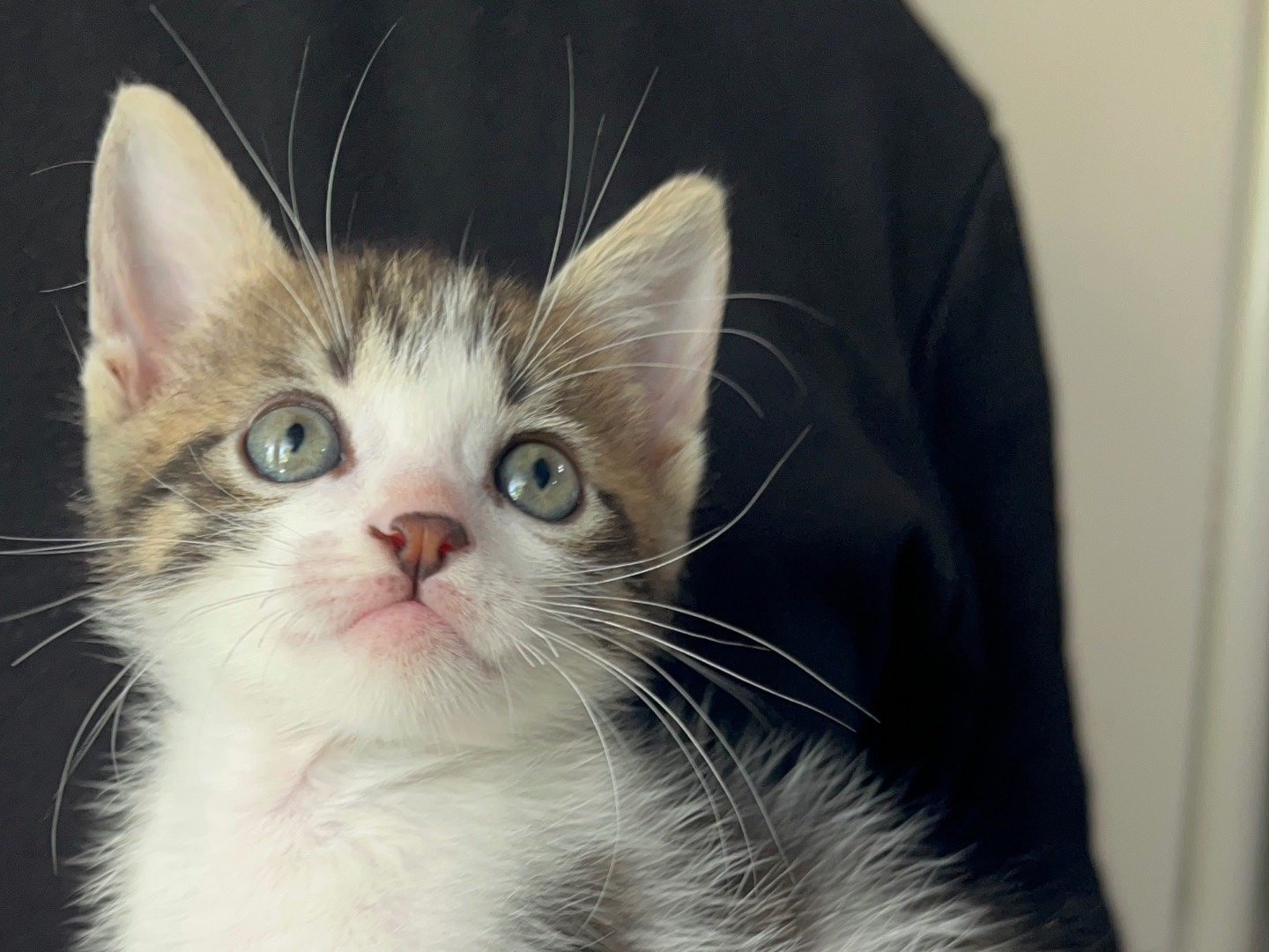 Adotta un gatto, taglia non valida, maschio, Chieti
