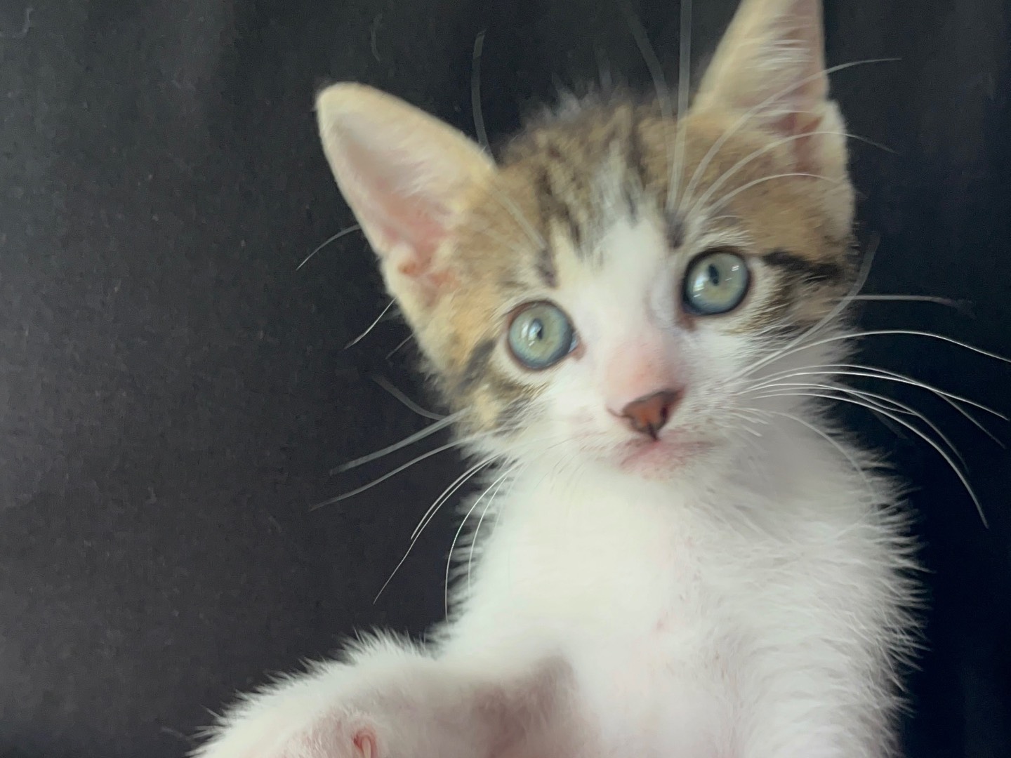 Vuoi adottare un gatto a Chieti?