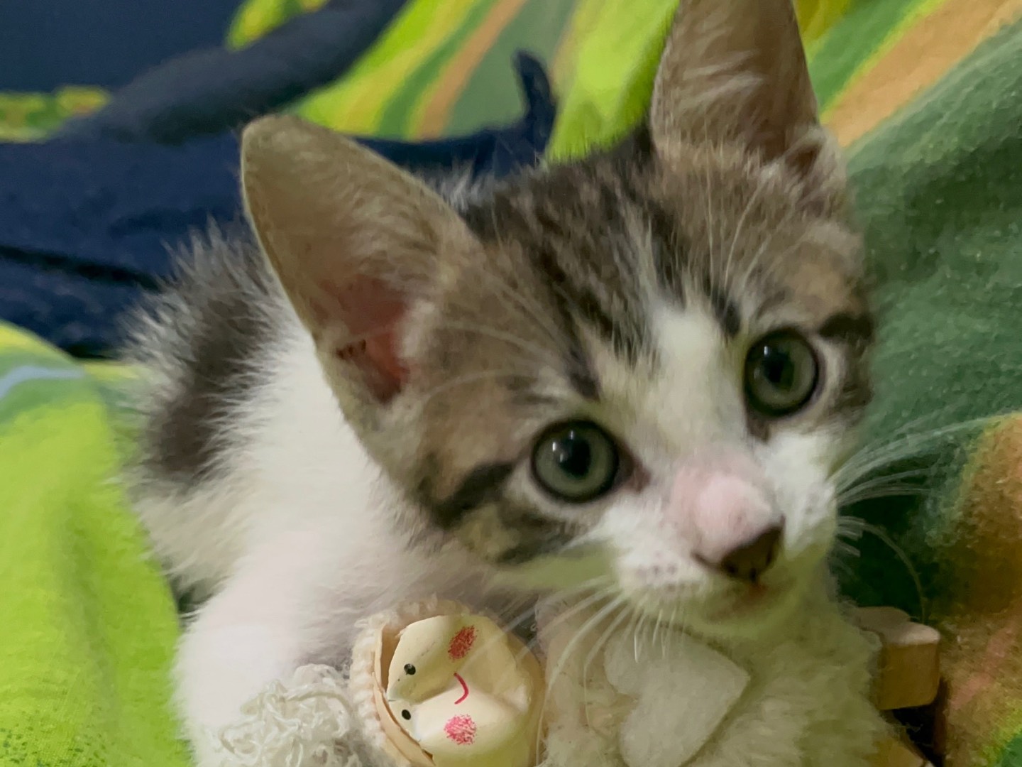 Adotta il gatto Leo a Chieti