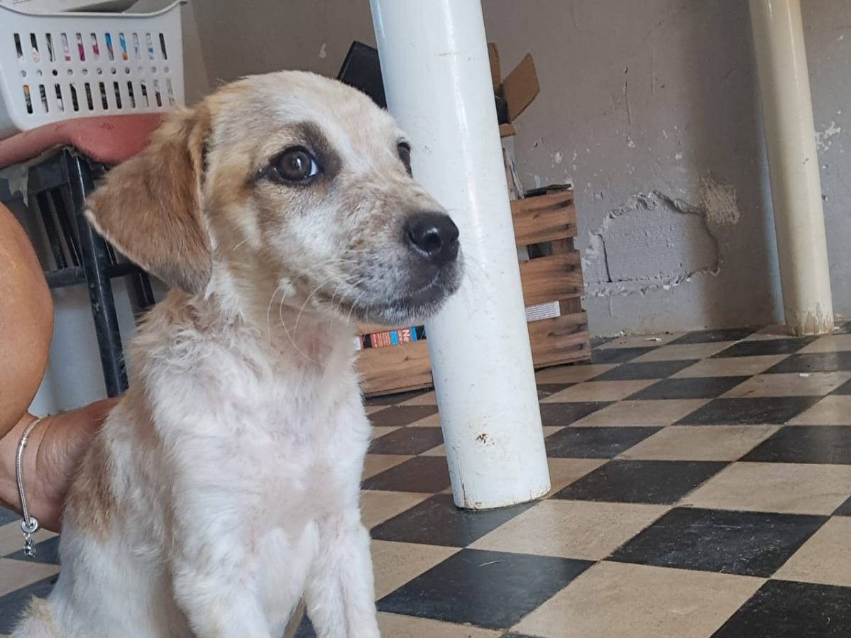 Vuoi adottare un cane a Venezia?
