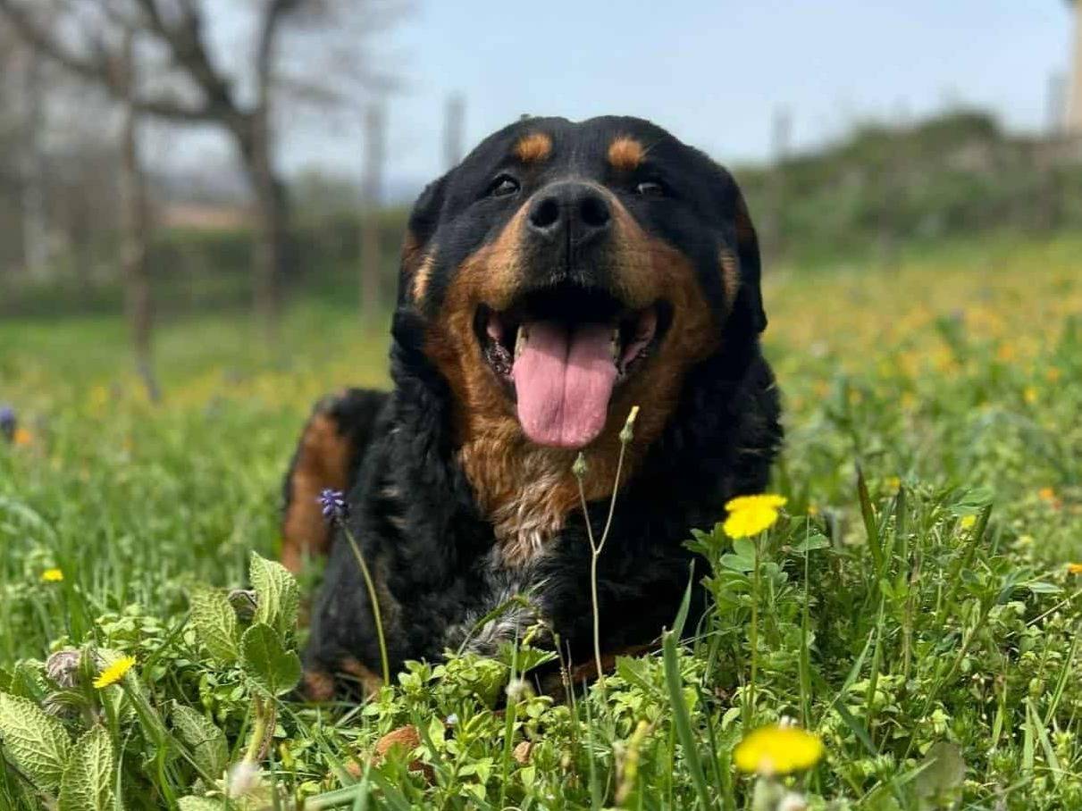 Adozione cane, femmina, Rottweiler Razza sconosciuta, 5 anni e 2 mesi, taglia gigante, Firenze