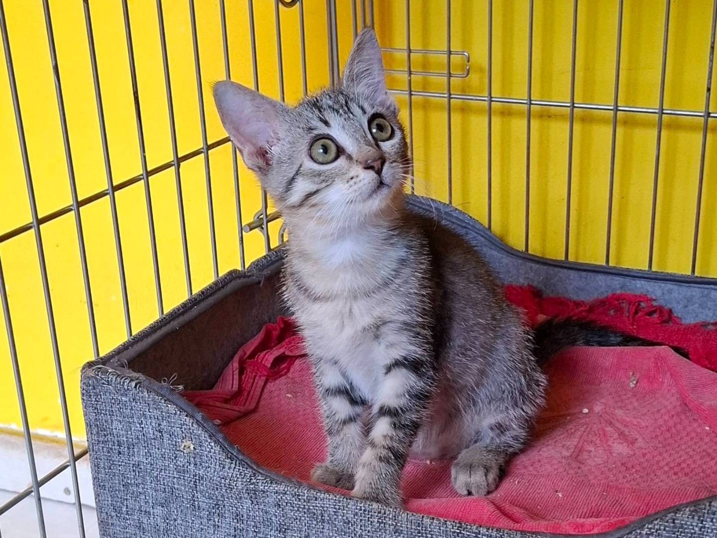 Adozione gatto, femmina, Razza sconosciuta Razza sconosciuta, 1 mesi, taglia non valida, Torino