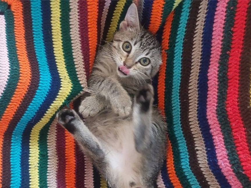 Adotta un gatto, femmina, 1 mesi, Torino