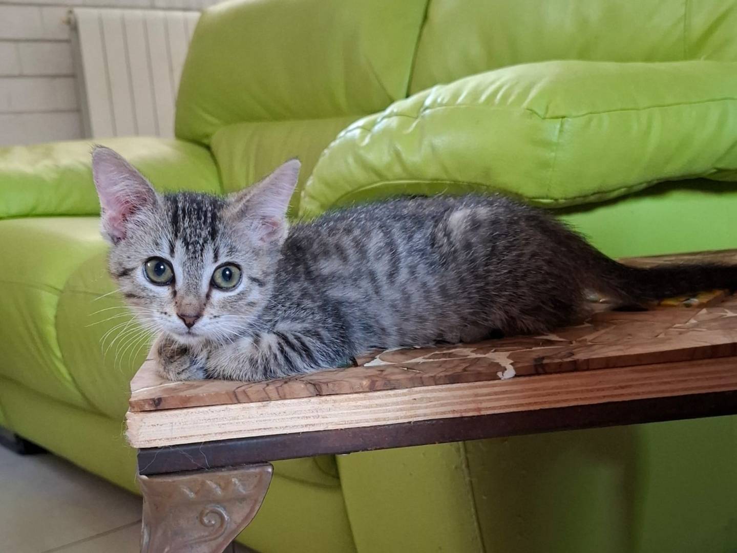 Adotta un gatto, taglia non valida, femmina, Torino