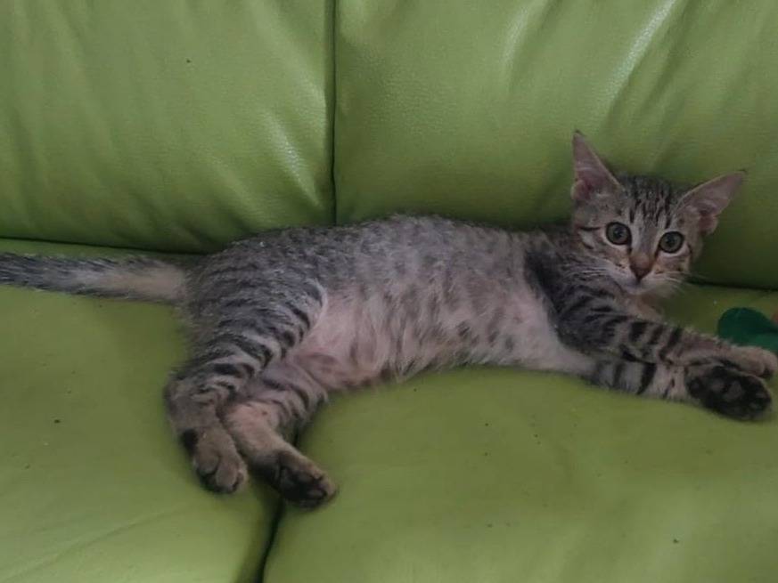 Vuoi adottare un gatto a Torino?