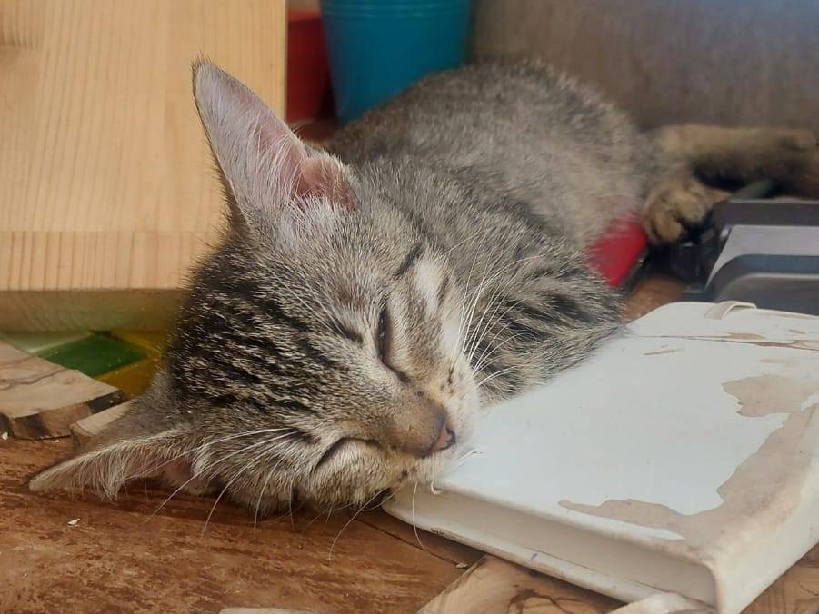 Adotta il gatto CAMILLA  a Torino